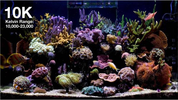 ReefLED G2 170 - Image 3