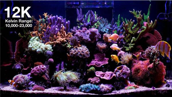 ReefLED G2 170 - Image 4