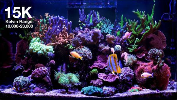 ReefLED G2 170 - Image 5