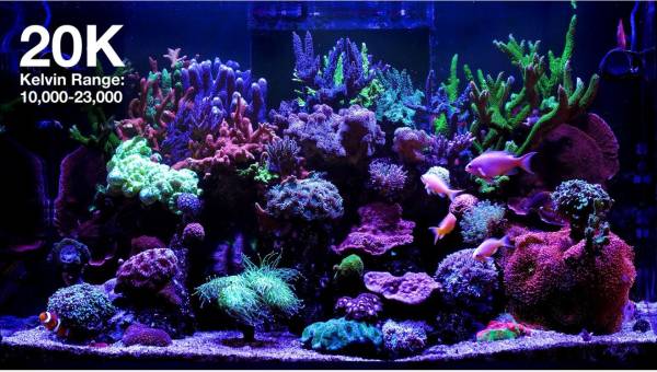 ReefLED G2 170 - Image 6