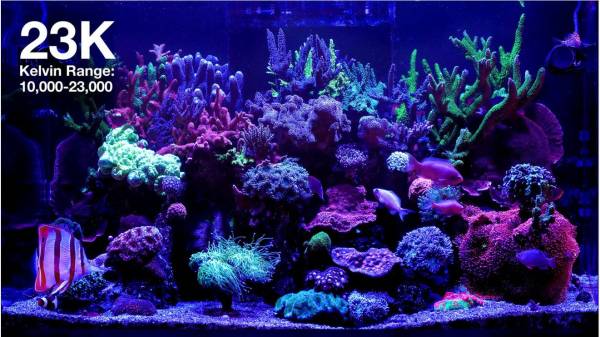 ReefLED G2 170 - Image 7