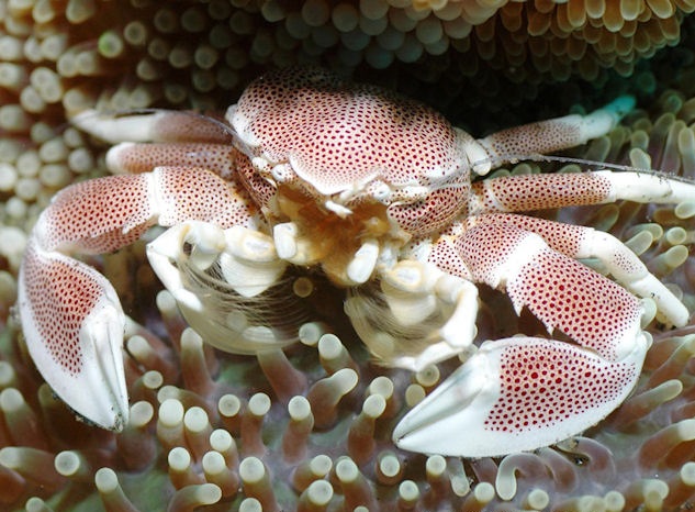 Neopetrolisthes maculatus